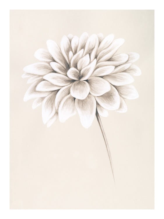Painted Dahlia Poster 0