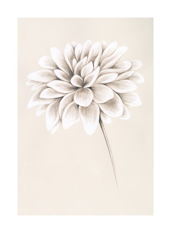 Painted Dahlia Print (50x70 cm)