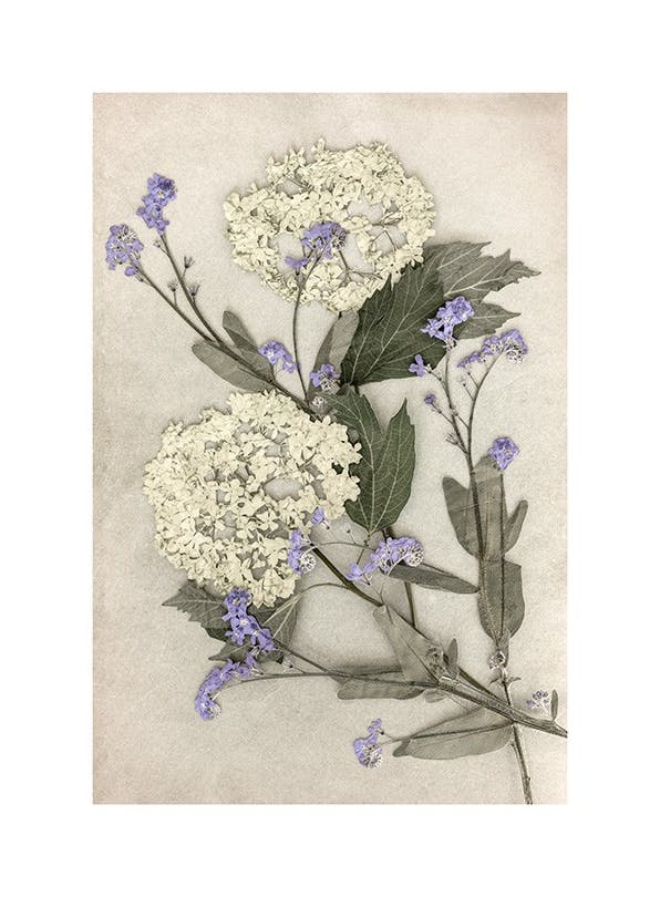 Pressed Flowers Poster (30x40 cm) - Whimsical Wonderland