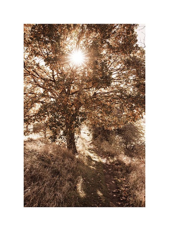 Day Tree Plakat (30x40 cm)- Zdjęcia natury