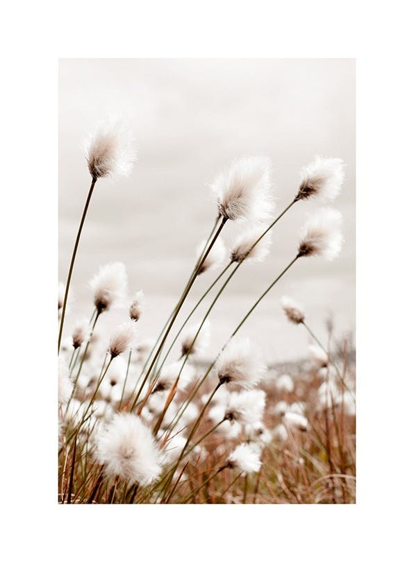 Moody Cottongrass Poster (21x30 cm)