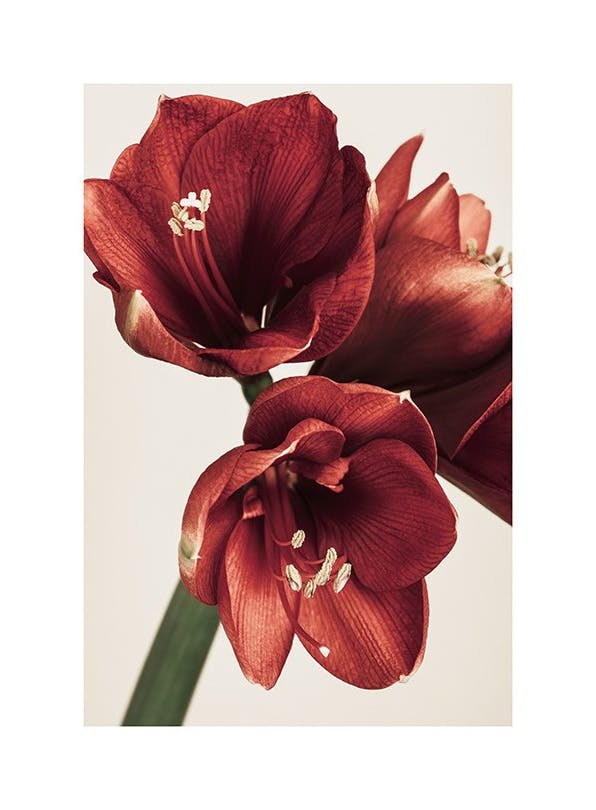Prints - Amaryllis in Red Print (21x30 cm) - Floral prints