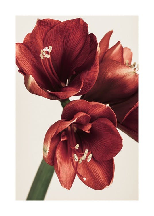 Amaryllis in Red Poster 0