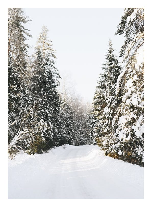 Coniferous Tree Road Plakat (30x40 cm)-Plakaty