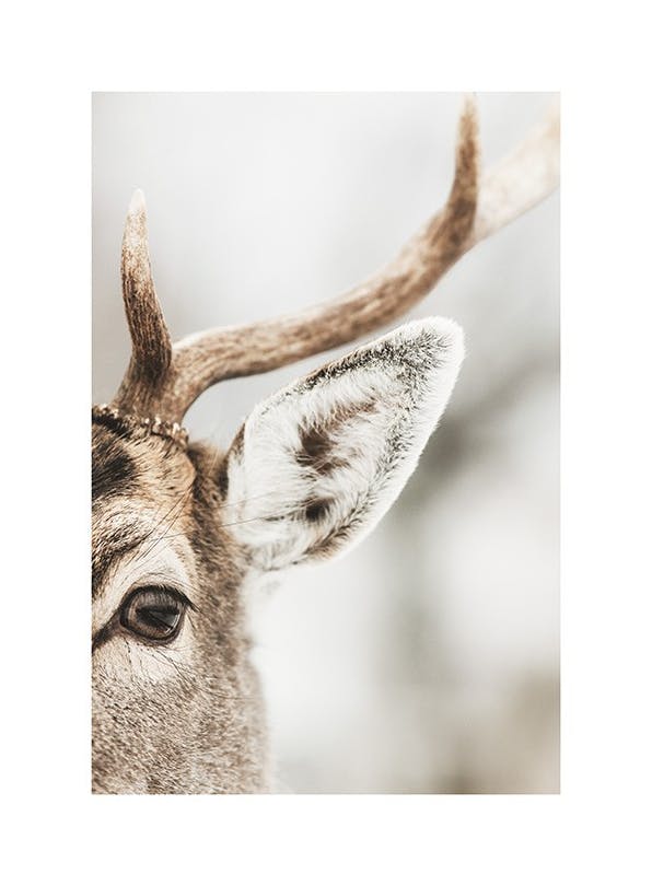 Reindeer Close Up Affiche (30x40 cm) - Tableaux d'animaux sauvages