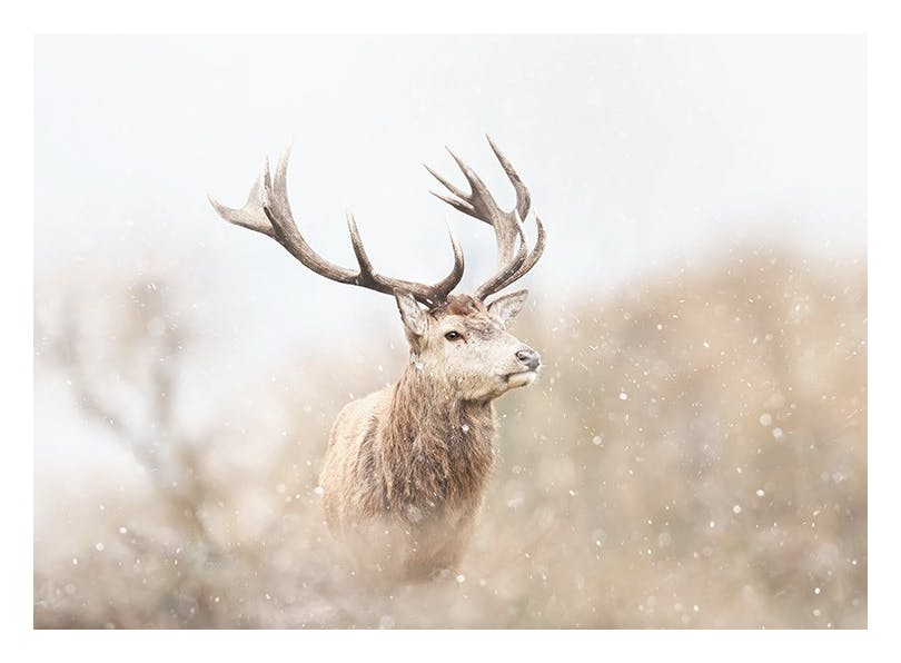 Majestic Reindeer Affiche (40x50 cm) - Tableaux d'animaux sauvages