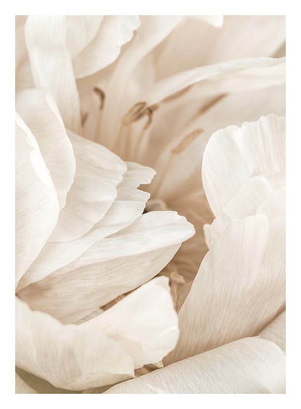 Soft Petals Affiche (50x70 cm) - Tableaux de fleurs