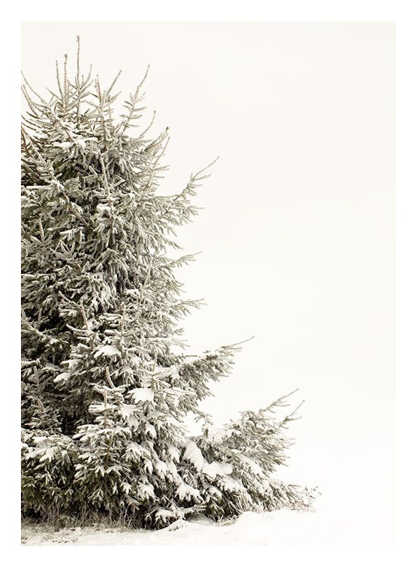 Snowy Holiday Tree Plakat (50x70 cm)- Plakaty świąteczne