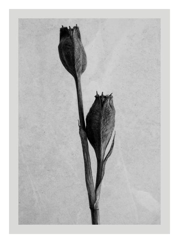 Still Life Iris Print (50x70 cm)