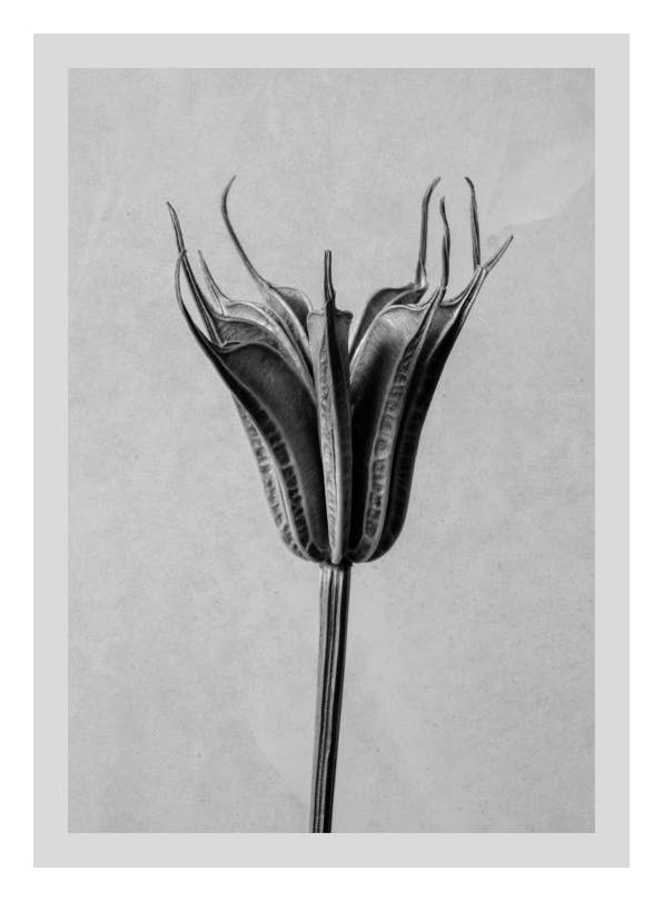Still Life Dried Plant Poster (30x40 cm)