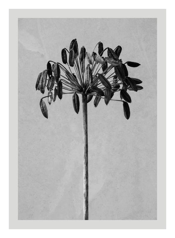 Still Life Agapanthus Affiche (50x70 cm) - Affiches botaniques