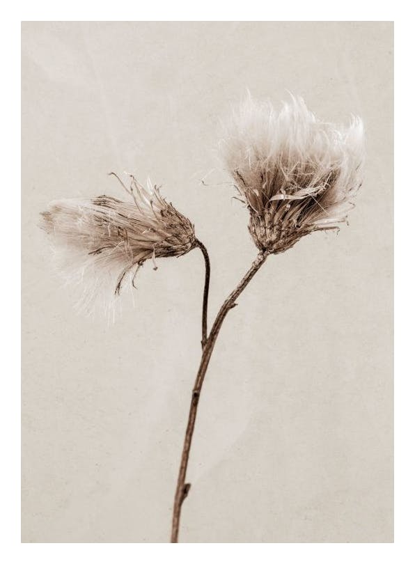 Prints - Still Life Thistle Print (13x18 cm) - Botanical prints