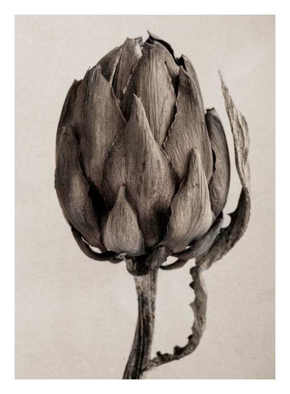Prints - Still Life Artichoke Print (50x70 cm) - Botanical prints