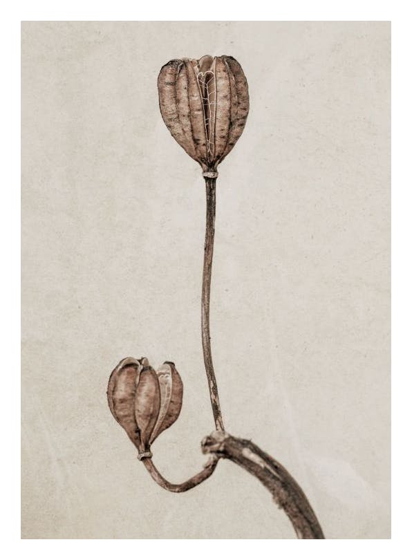 Still Life Turk's Cap Lily Affiche (13x18 cm) - Affiches botaniques