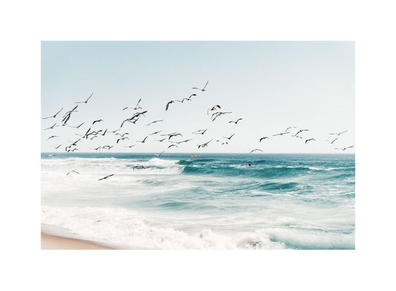 Birds on Seascape Poster (50x70 cm)- Quadri con mari