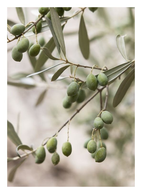 Olive Branches Print (50x70 cm)