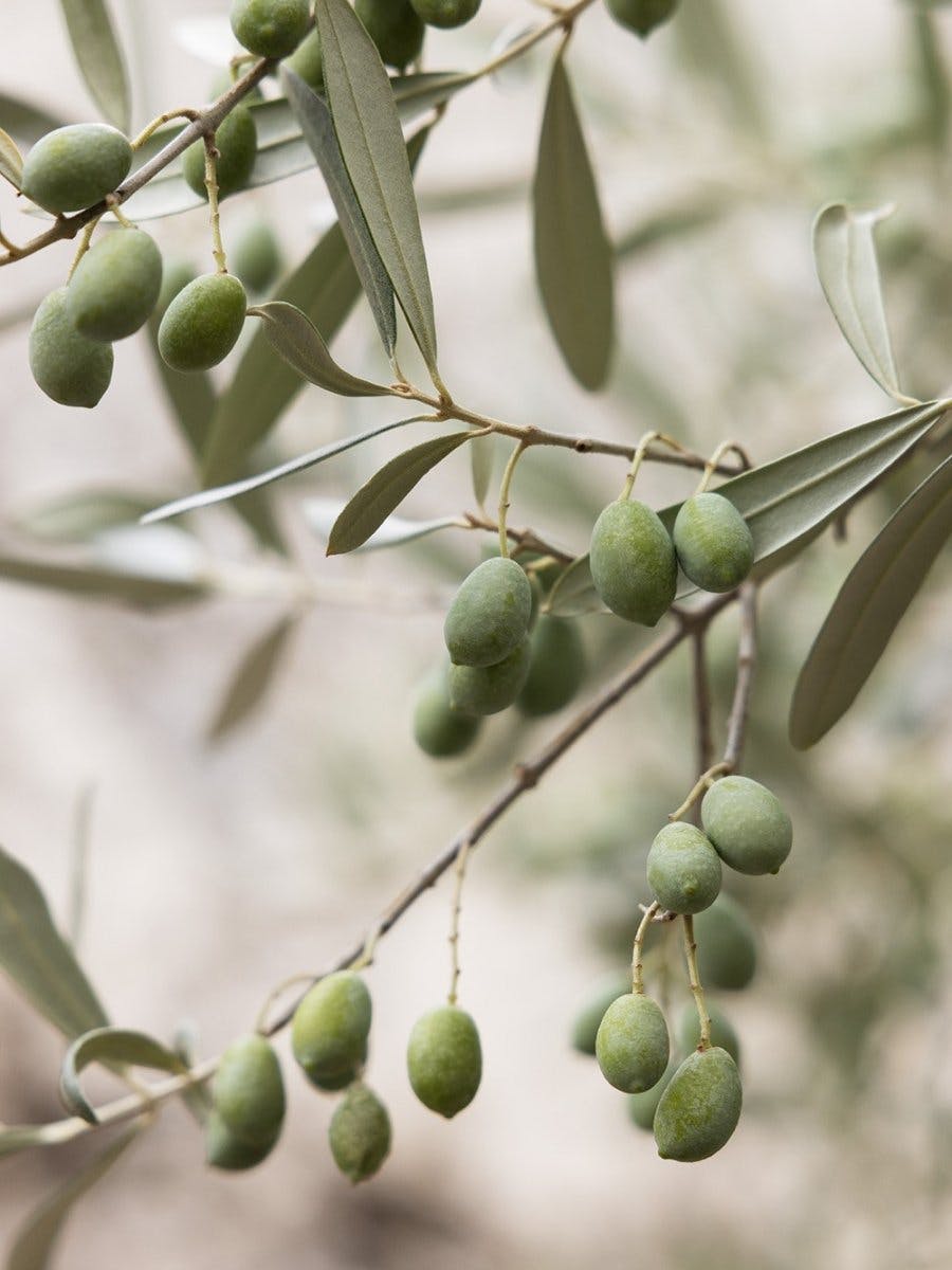 Olive Branches Poster 0