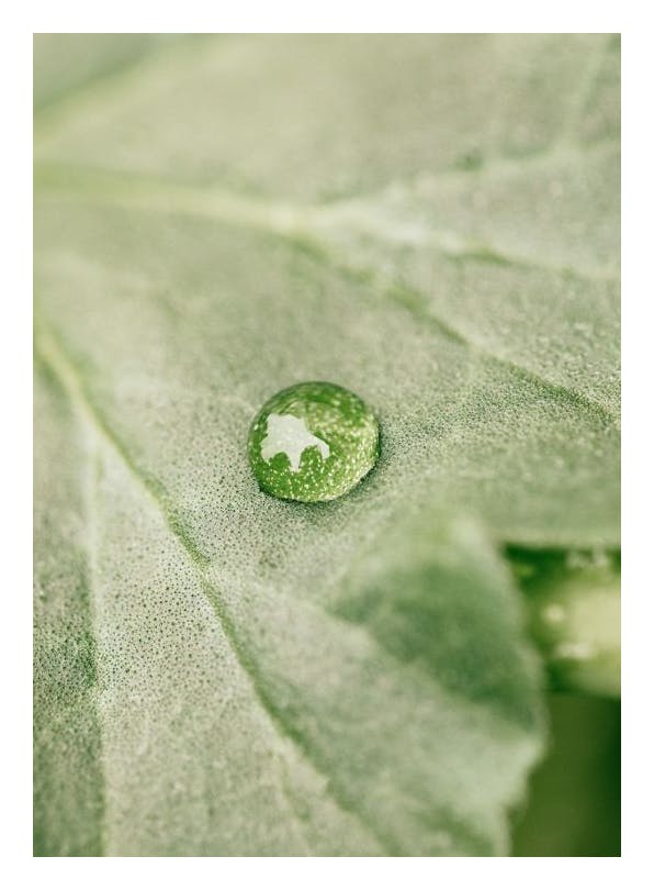 Rain on Leaf Plakat (50x70 cm)- Rośliny zielone