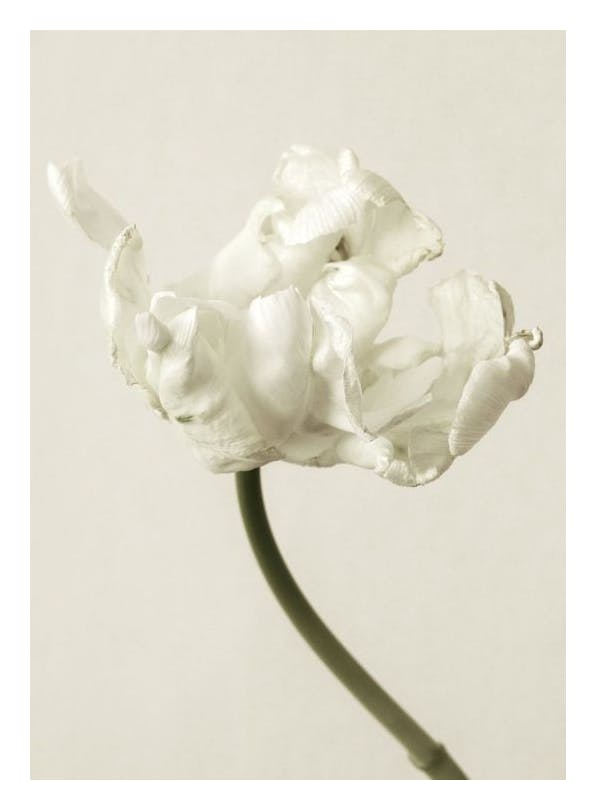 Silent Blossom Plakat (50x70 cm)- Plakaty z kwiatami