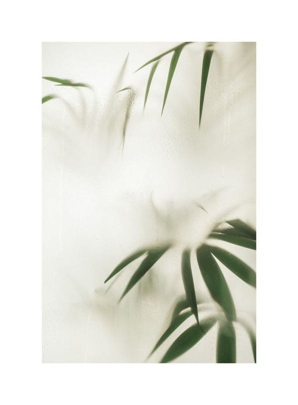 Leaves in Disguise Poster (50x70 cm) - Fotokunst
