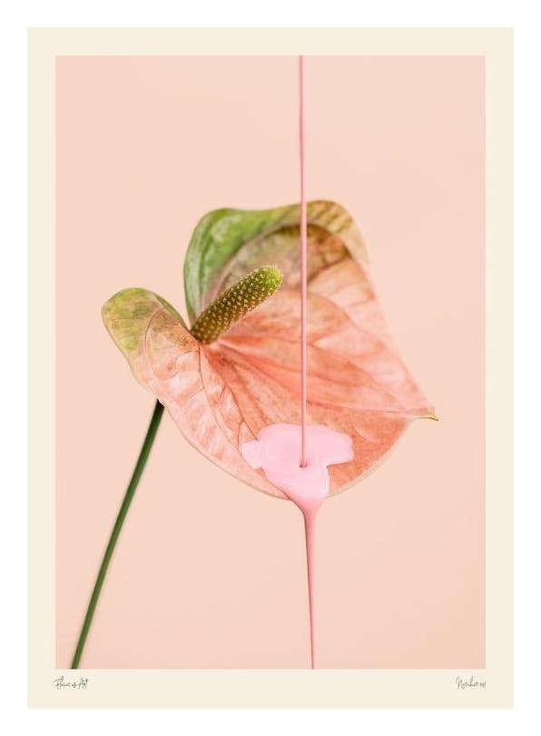 Flower as Art Affiche (50x70 cm) - Photographies