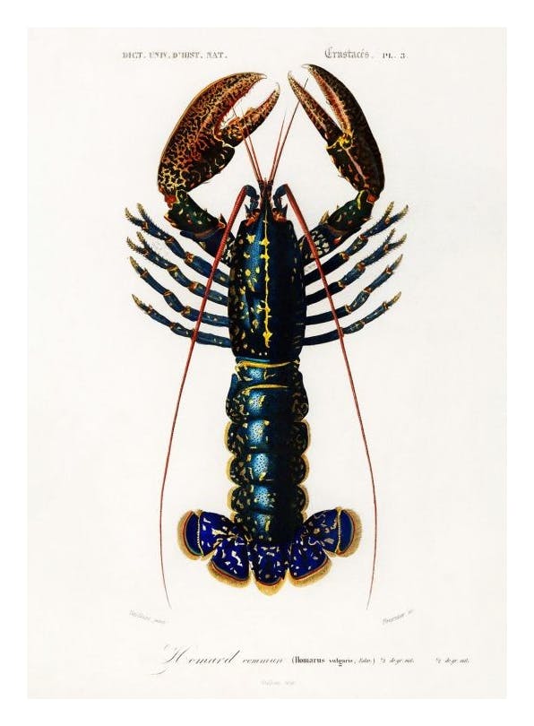 Vintage Lobster Print (30x40 cm)- Vintage posters