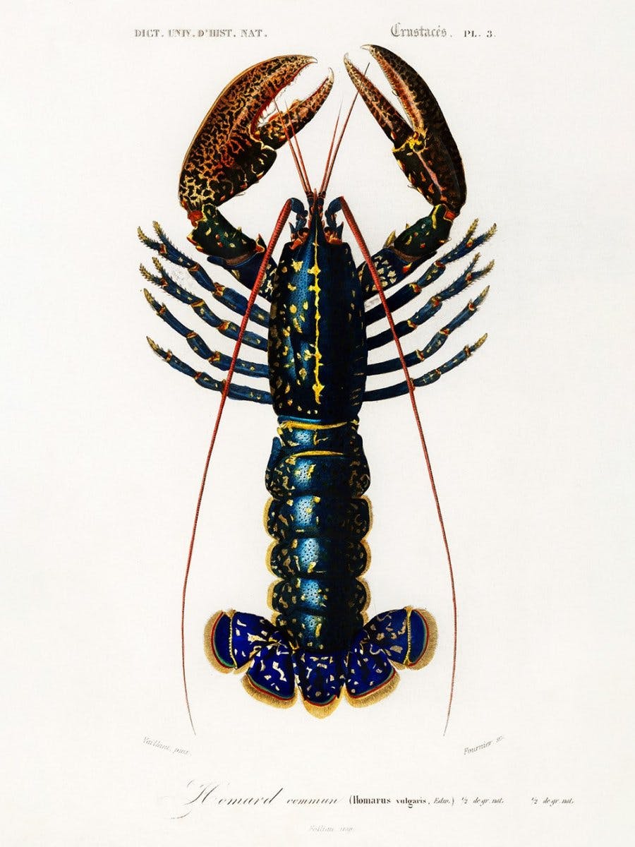 Vintage Lobster Affiche 0