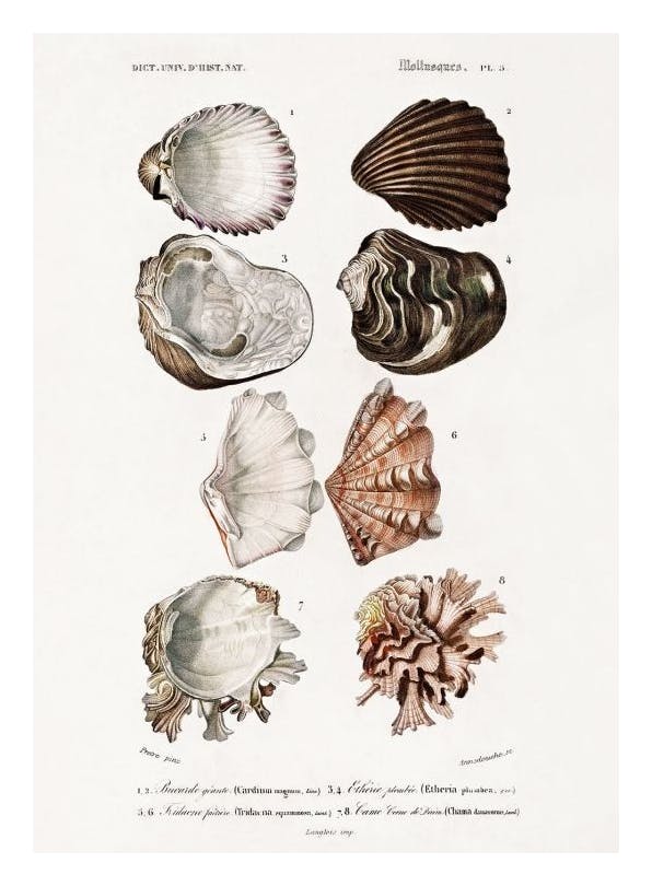 Vintage Shells Print (50x70 cm)- Vintage posters