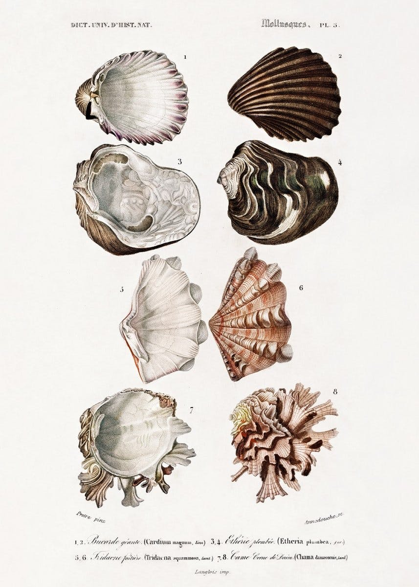 Vintage Shells Poster 0