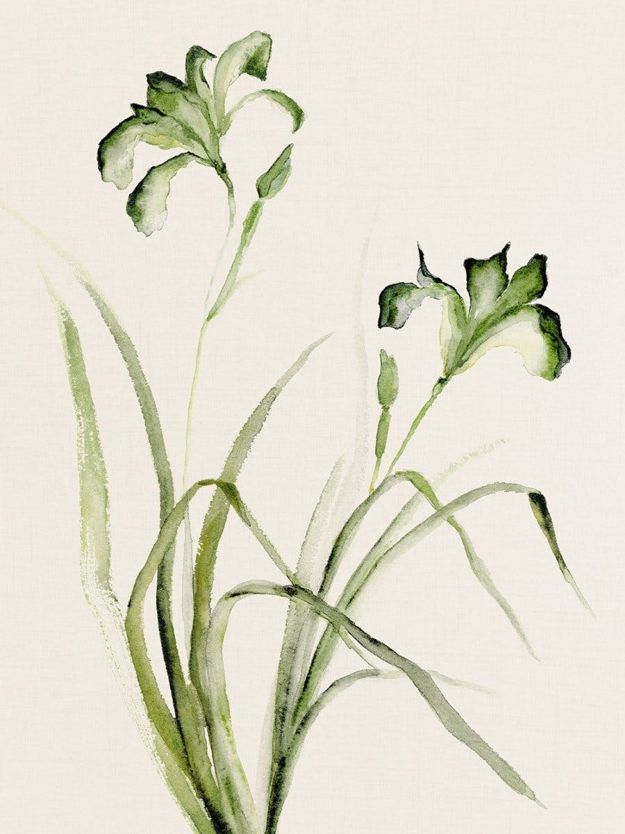 Watercolor Irises Affiche 0