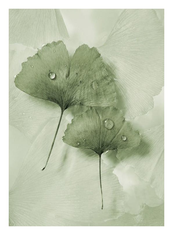 Green Ginkgo Print (30x40 cm)