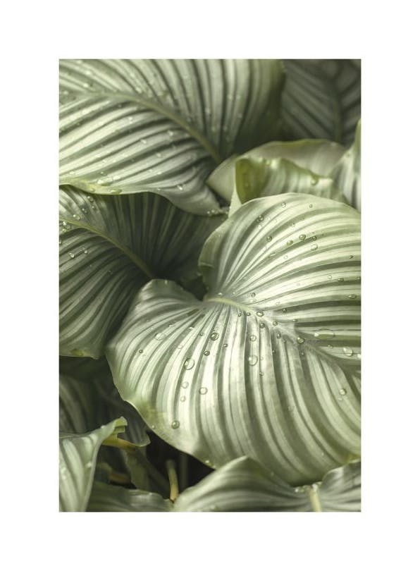 Calathea Leaves Plakat (30x40 cm)- Rośliny zielone