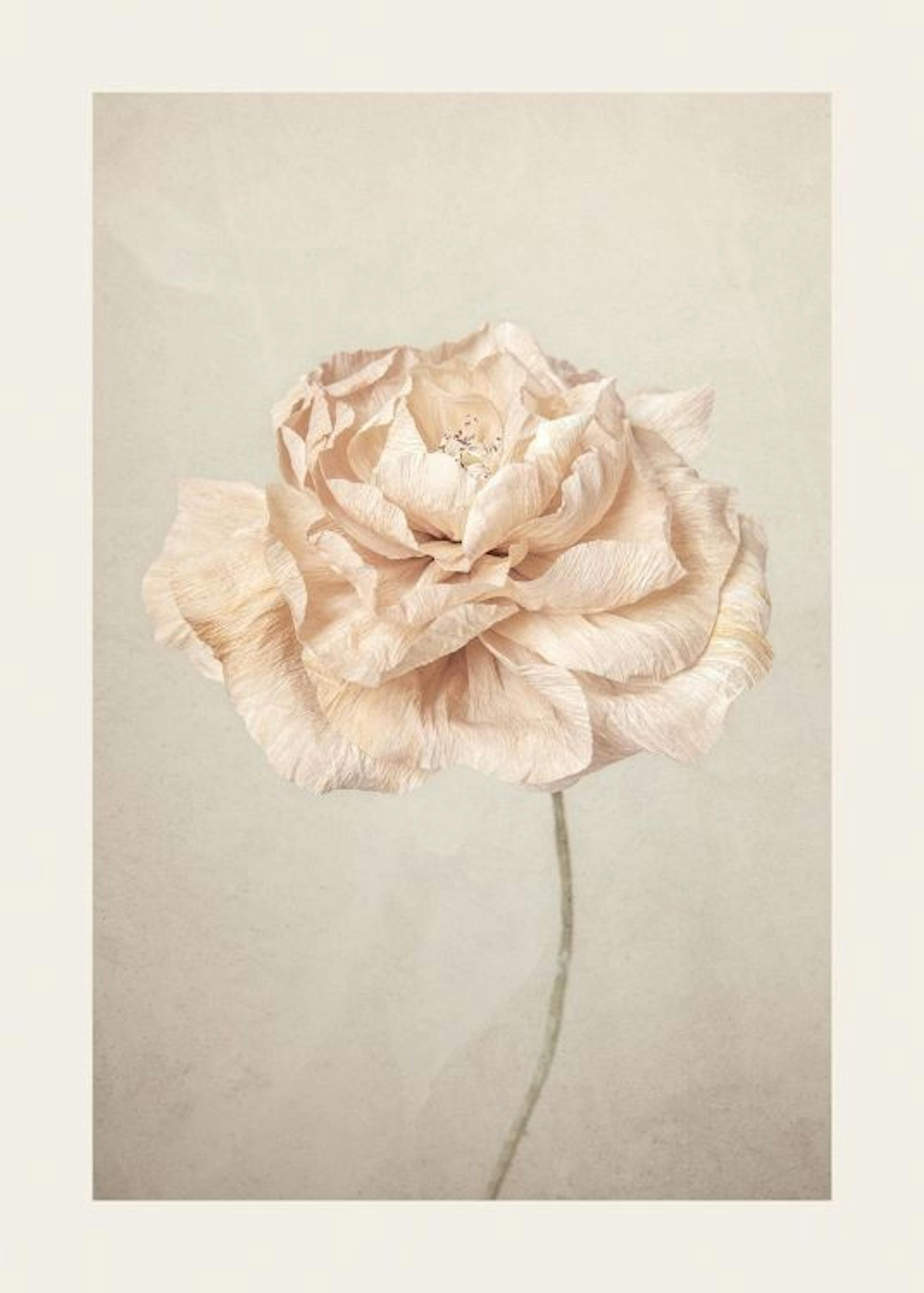 Soft Blossom Plakat 0