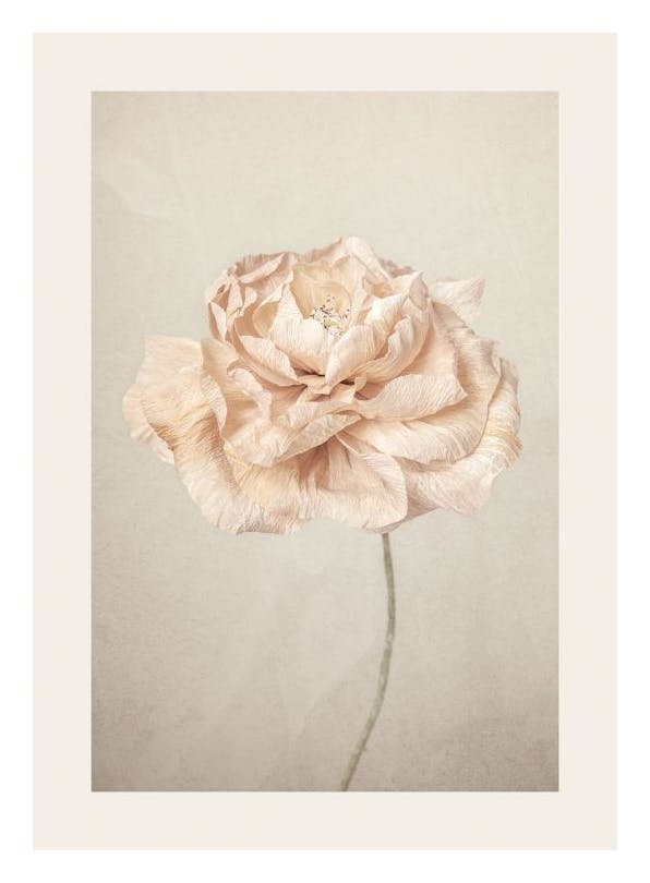 Soft Blossom Plakat (30x40 cm)- Plakaty z kwiatami