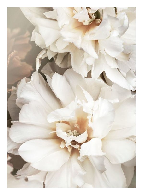 White Petals Plakat (30x40 cm)- Plakaty z kwiatami