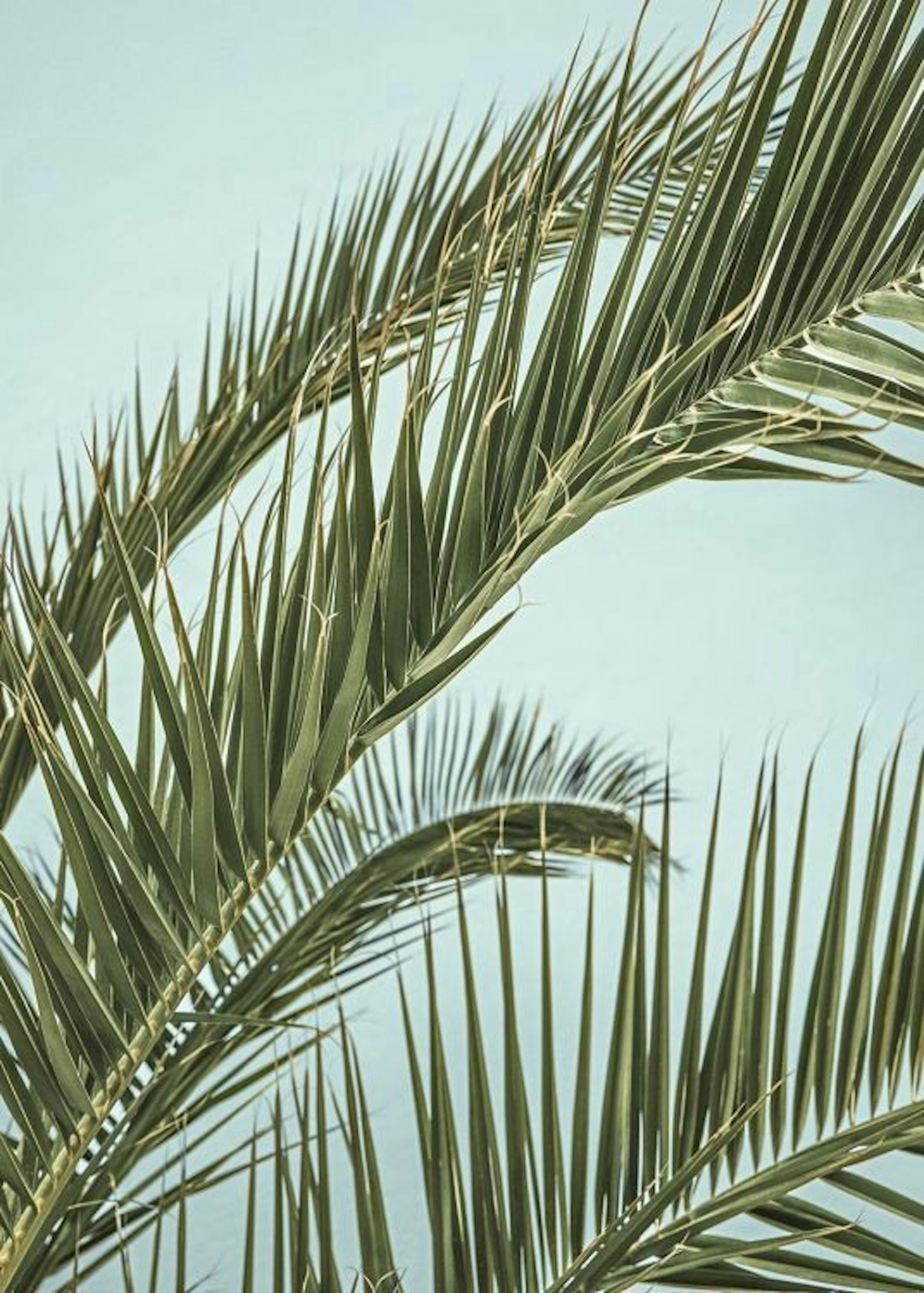 Tropical Palm Leaves Affiche 0