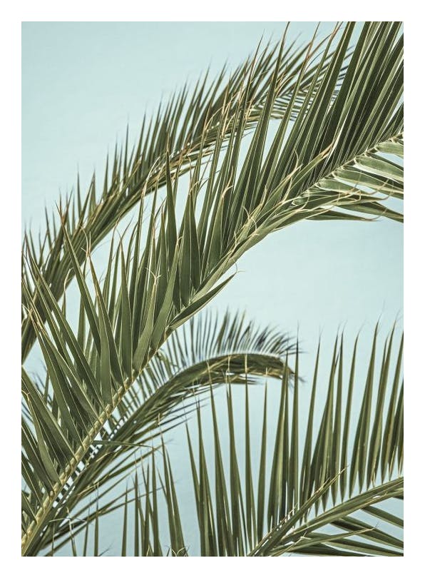 Prints - Tropical Palm Leaves Print (30x40 cm) - Palm prints