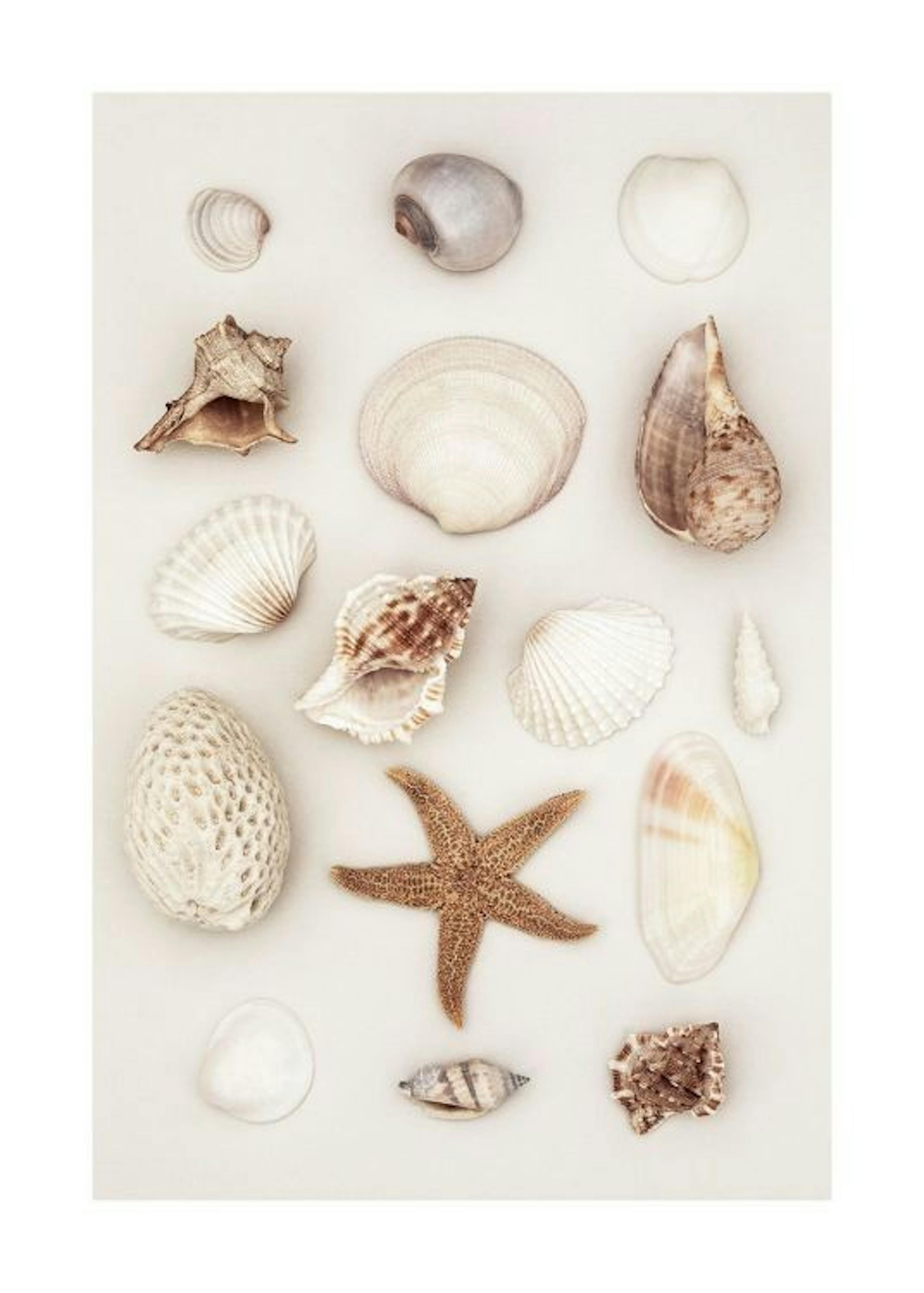 Seashells and Starfish Print 0