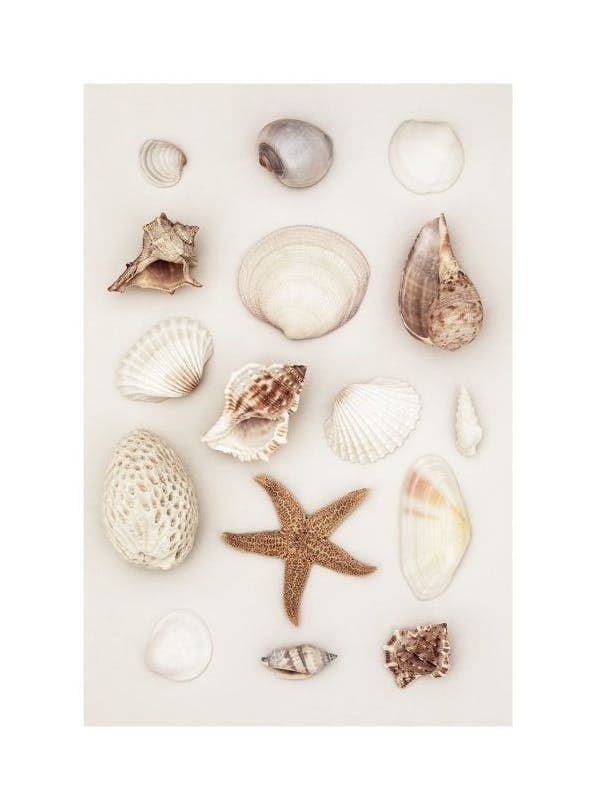 Seashells and Starfish Poster (50x70 cm)