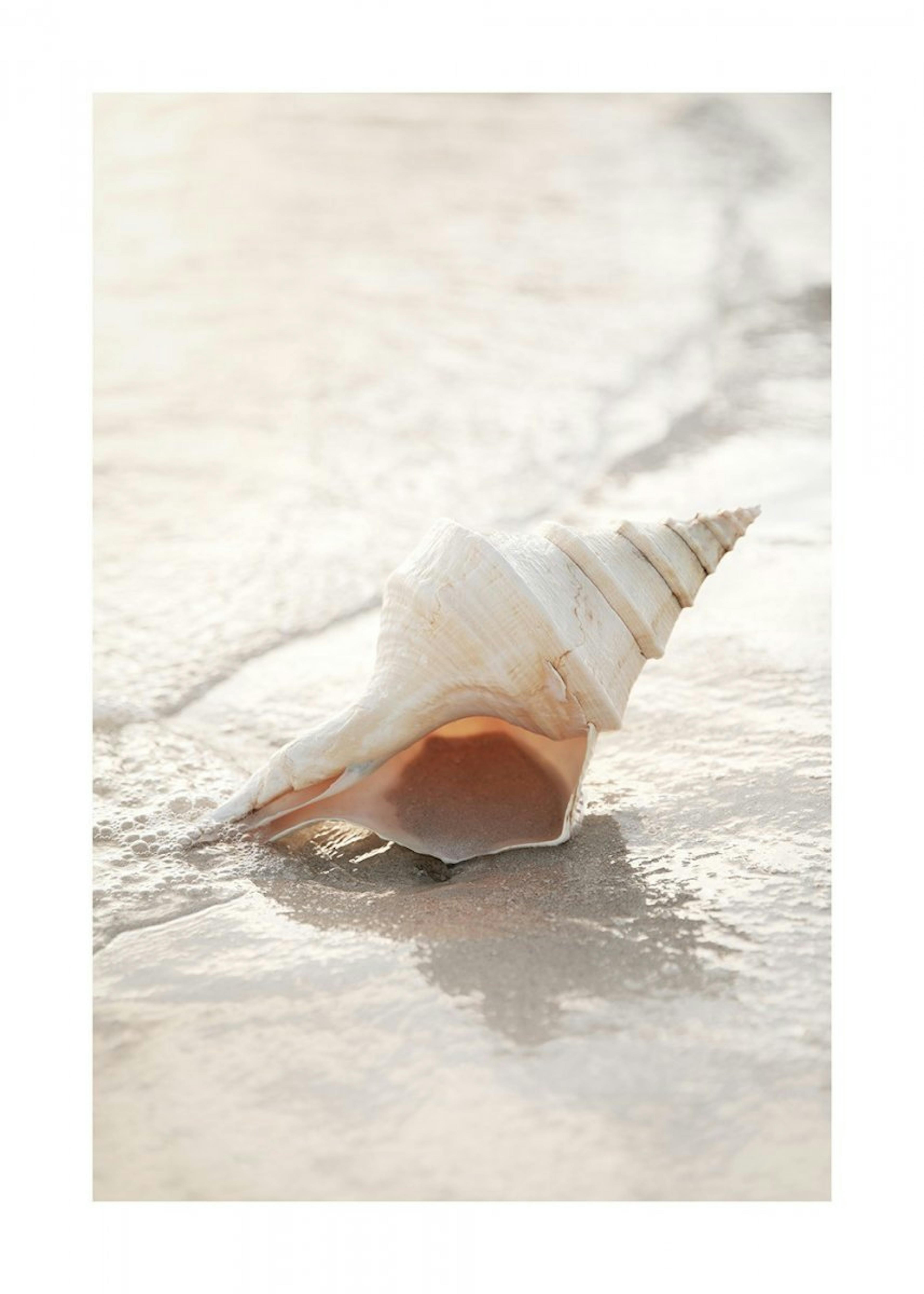 Shell on Beach Poster 0