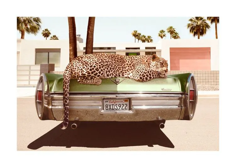 Chilling Leopard Print 0