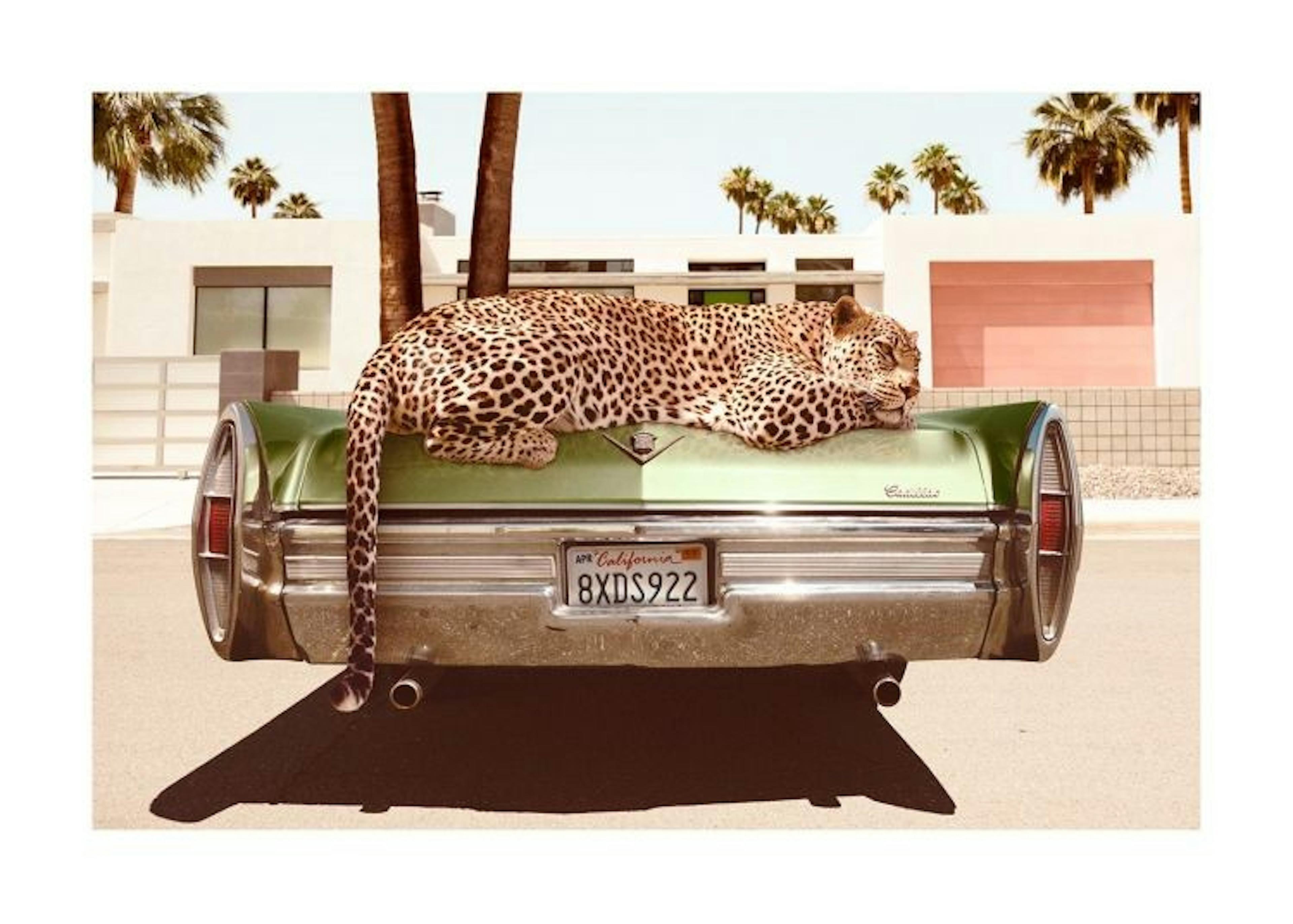 Chilling Leopard Poster