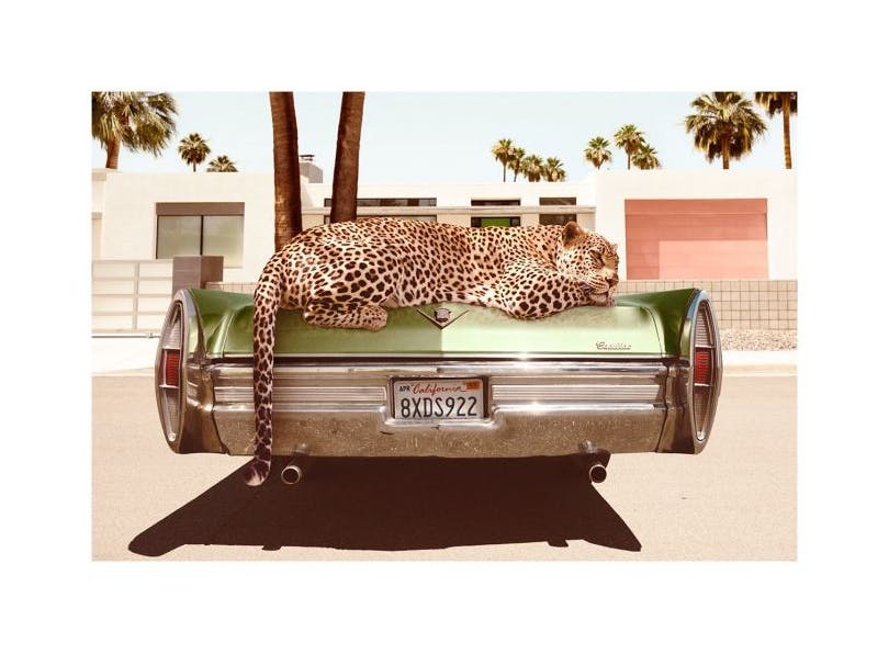 Chilling Leopard Plakat (30x40 cm)- Fotografia