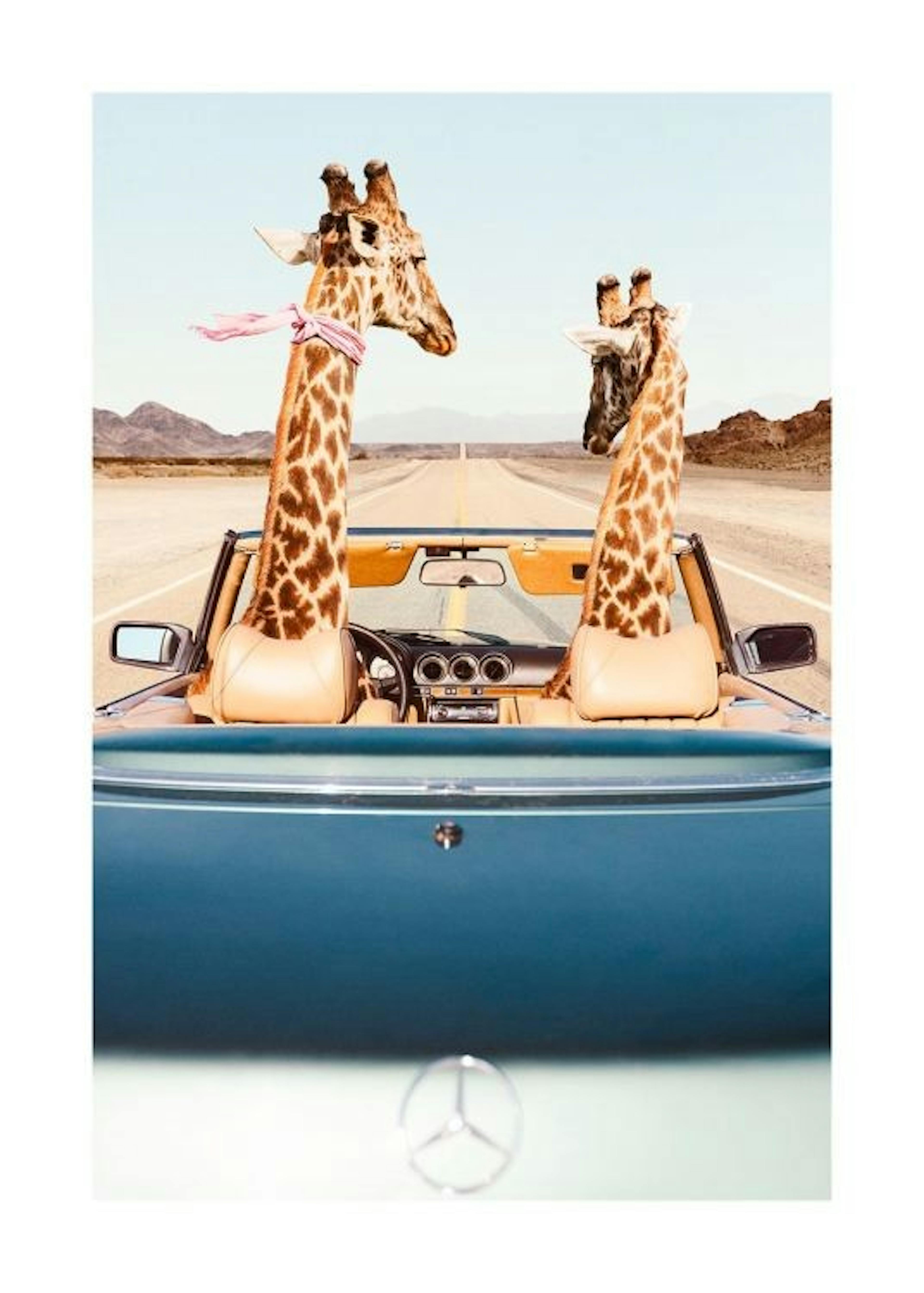Giraffe Drive Affiche
