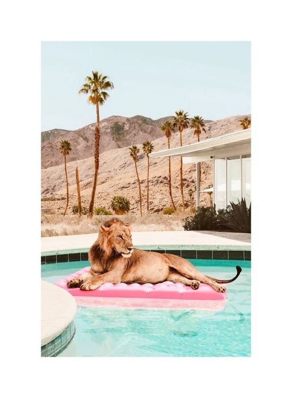 Sunbathing Lion Poster (30x40 cm)