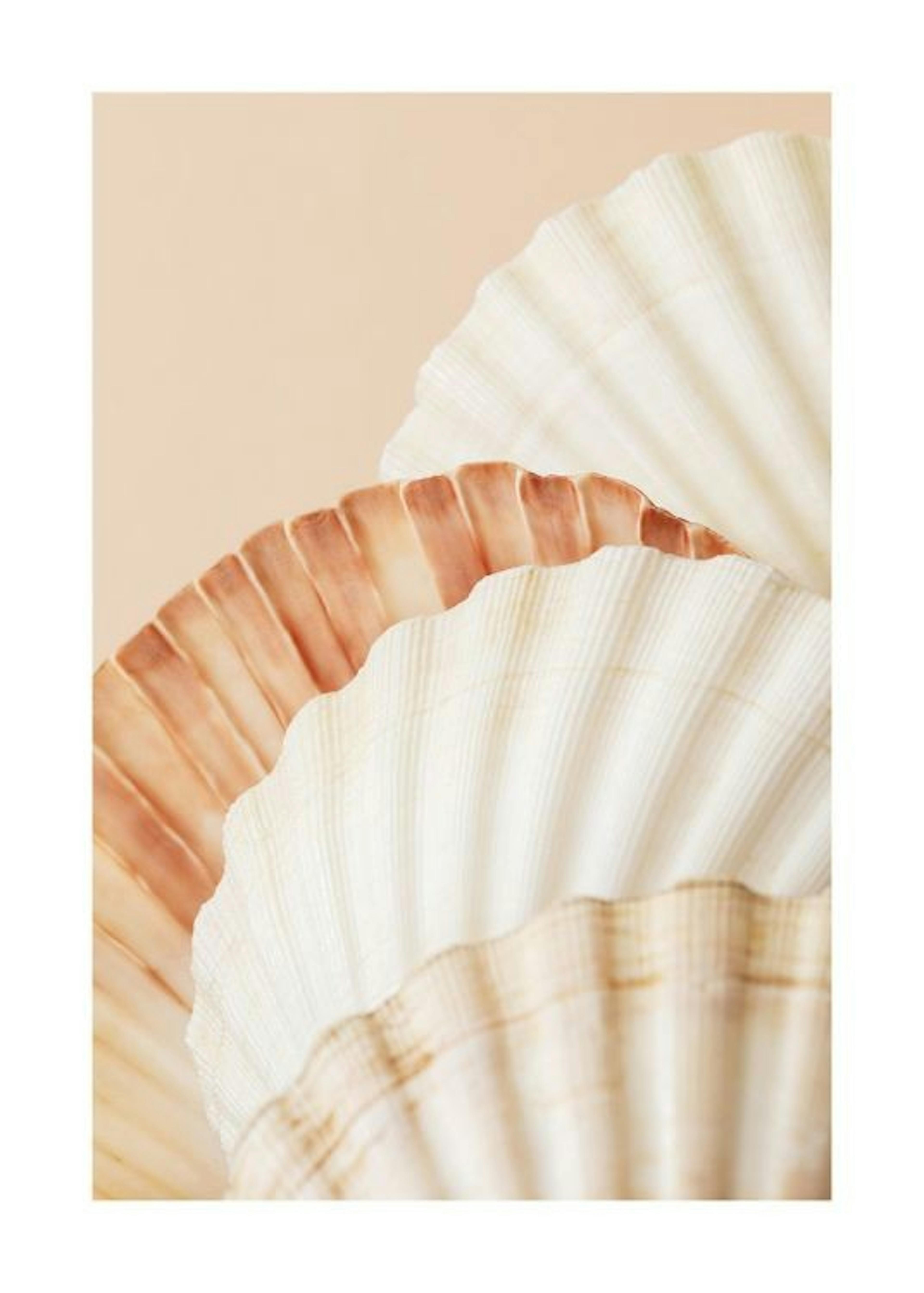 Shell Collection Poster