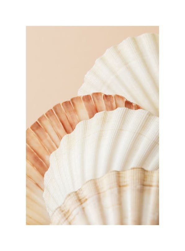 Shell Collection Poster (50x70 cm) - Fotokunst