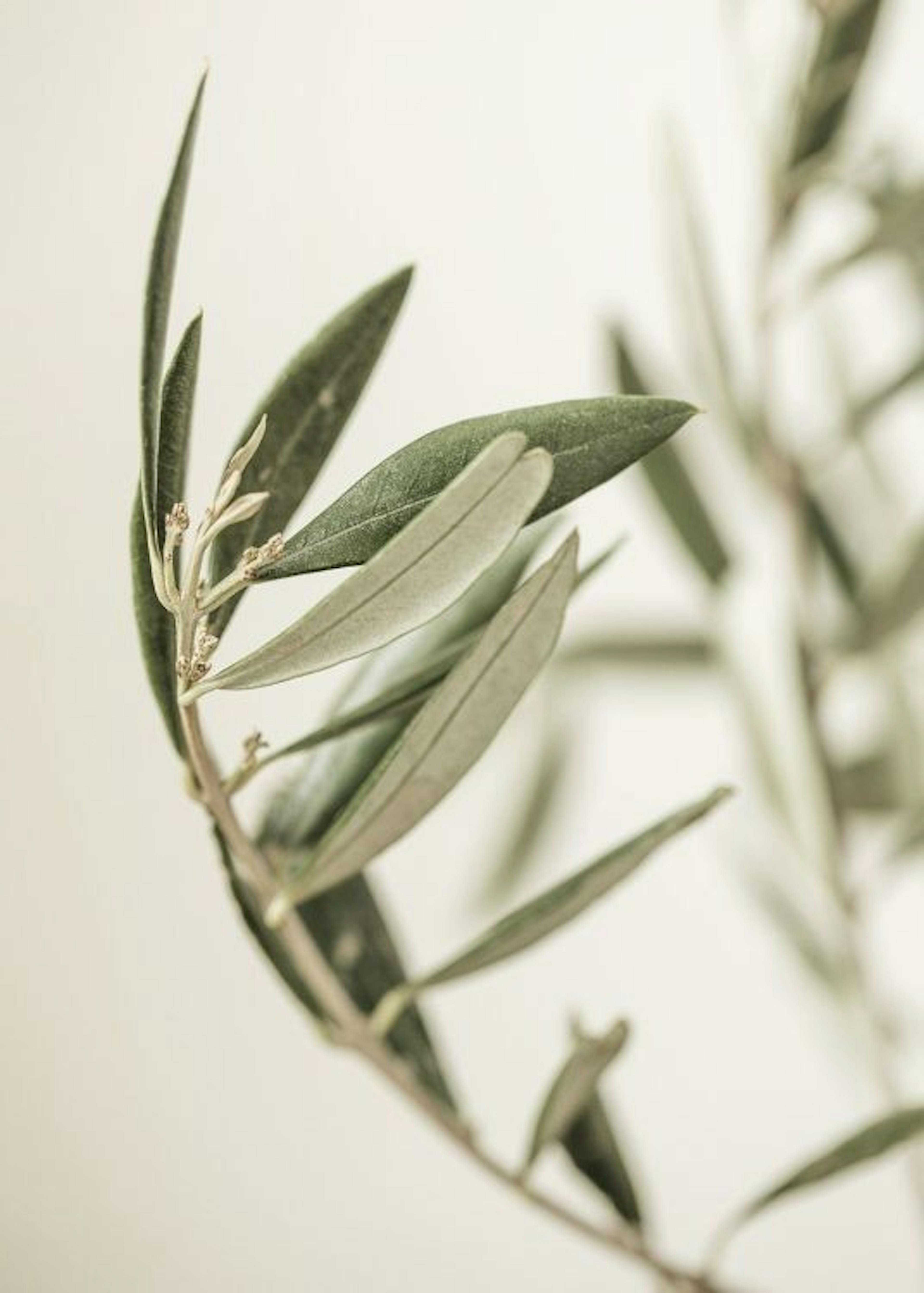 Branch of an Olive Poster