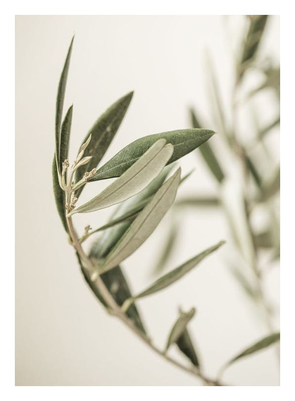 Branch of an Olive Print (30x40 cm)