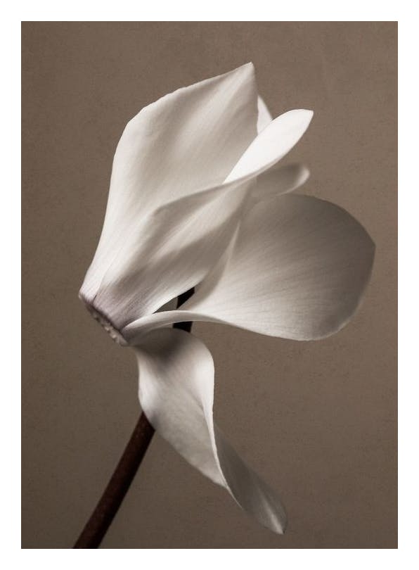 Prints - Elegant Blossom Print (50x70 cm) - Floral prints
